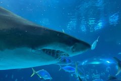 IMG-20250914-WA0099-scaled