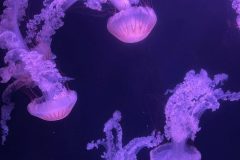 IMG-20250914-WA0112-scaled