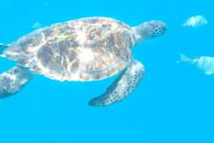 P7221406